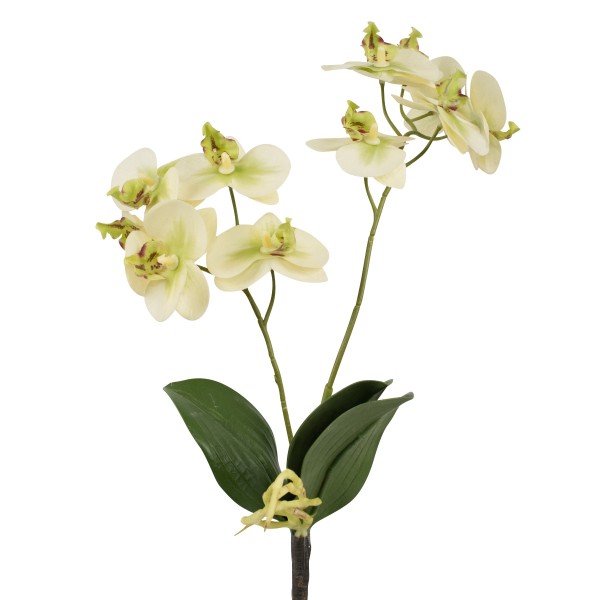 Orchidee L40cm