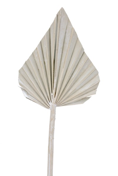 Palm Spear groß - weiß Washed