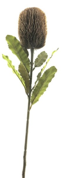 Banksia Zweig Momba L65cm
