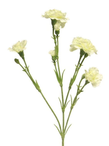 Dianthus Charly L62cm