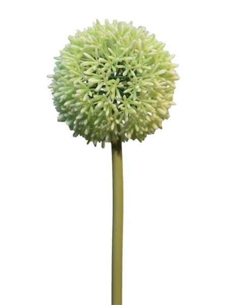 Allium globemaster 68cm