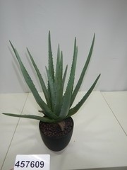 Aloe im Topf D18 D70 H55cm