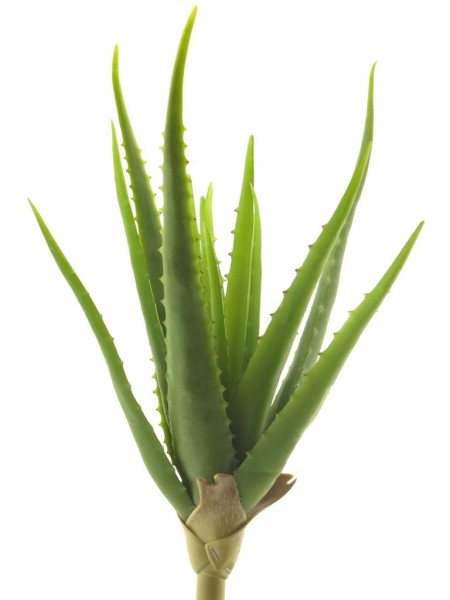 Aloe Vera Pflanze L41cm