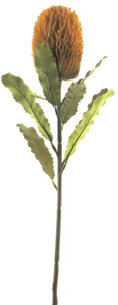 Banksia Zweig Momba L65cm
