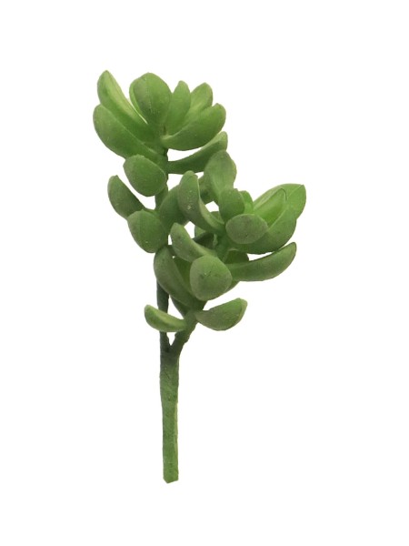 Succulent Rhoda 4107 14cm