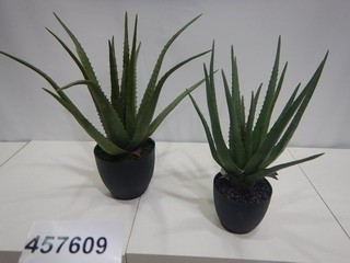 Aloe im Topf D14 D27 H47cm