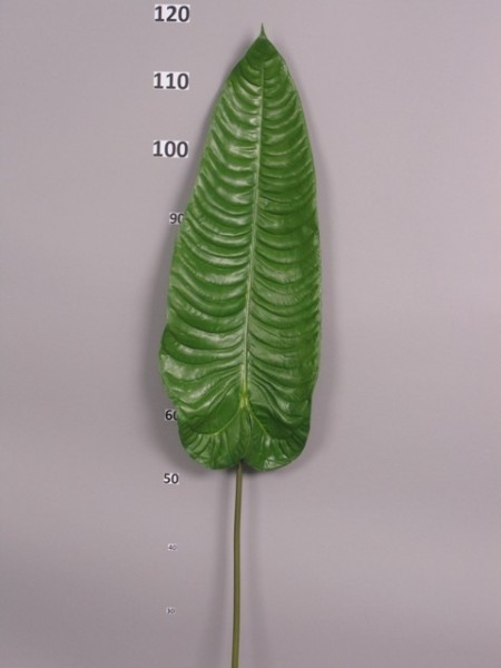 Alocasia Blatt groß L73cm