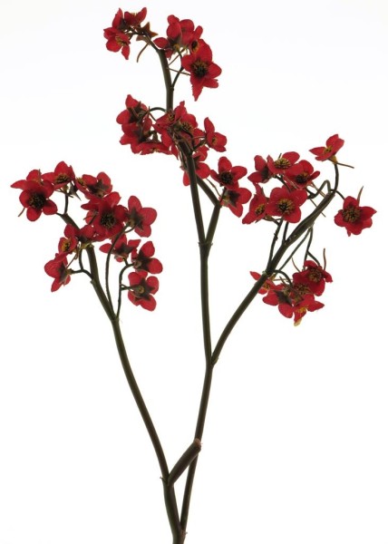 Wild Flower Zweig L65cm
