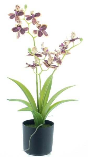 Dendrobium Orchidee im Topf H34cm
