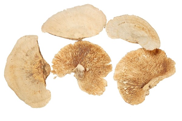 Mushroom Sponge 2kg gebleicht