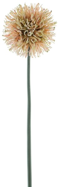 Allium Kenzo L74cm