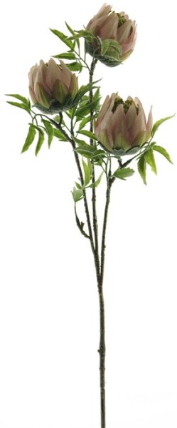 Protea Zweig L73cm