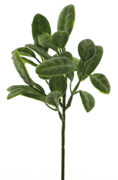 Zweig Ficus Elastica L25cm