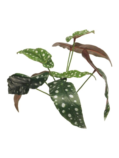 Begonia Polkadot 33cm