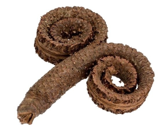 Palm Male Special im Tray Natur