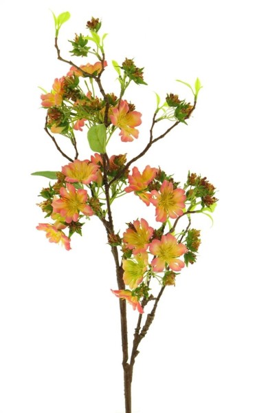 Rose Banksia 86cm