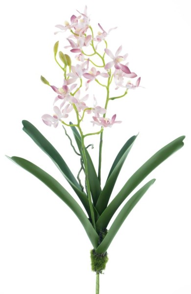 Vanda Orchidee m. Blatt L48cm