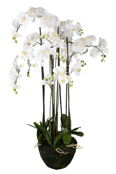 Phalaenopsis m. Erdballen H127cm