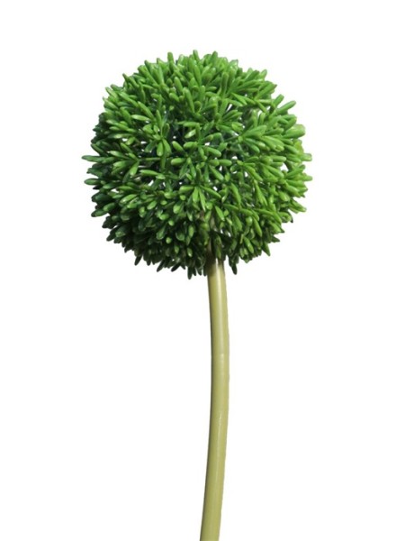 Allium globemaster 68cm
