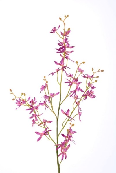 Onzydie Orchidee Zweig 36 Blüten L97cm