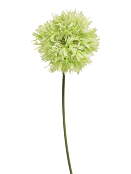 Allium Farmosa 61cm