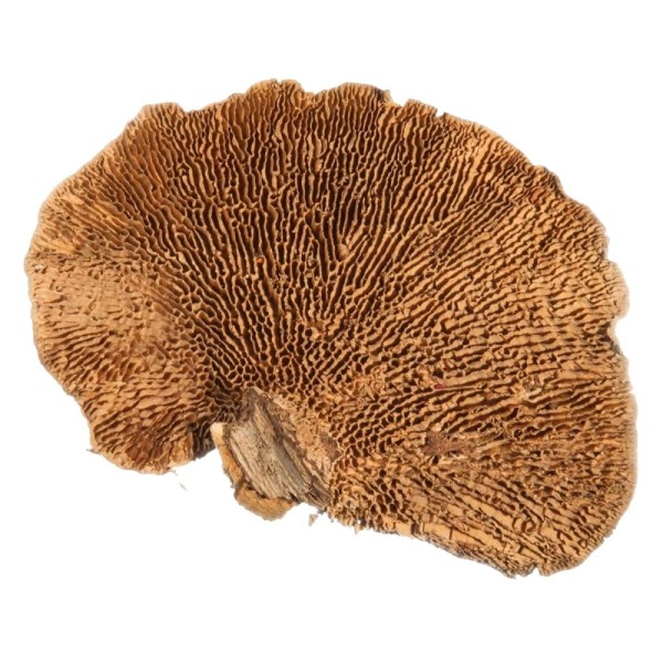 Mushroom Sponge 2,5kg natur