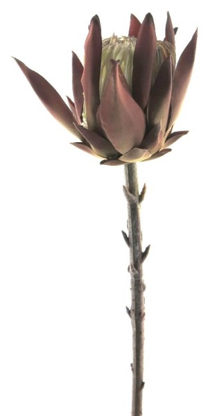 Protea Kenia Zweig L51cm