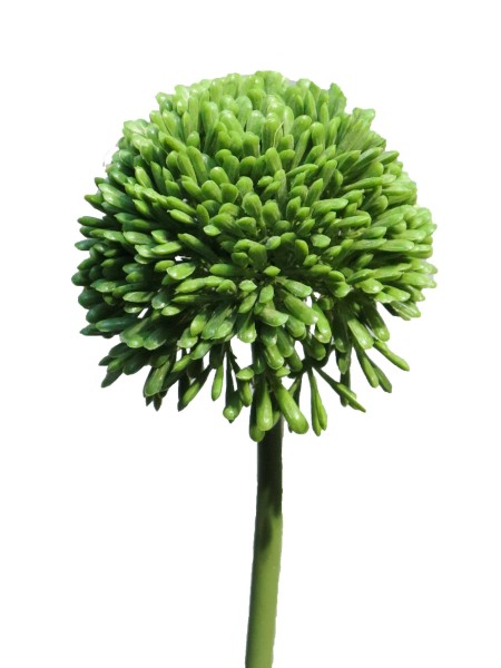 Allium Globemaster L51cm