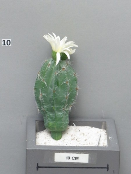 Cactus Chieve m. Blüte L16cm