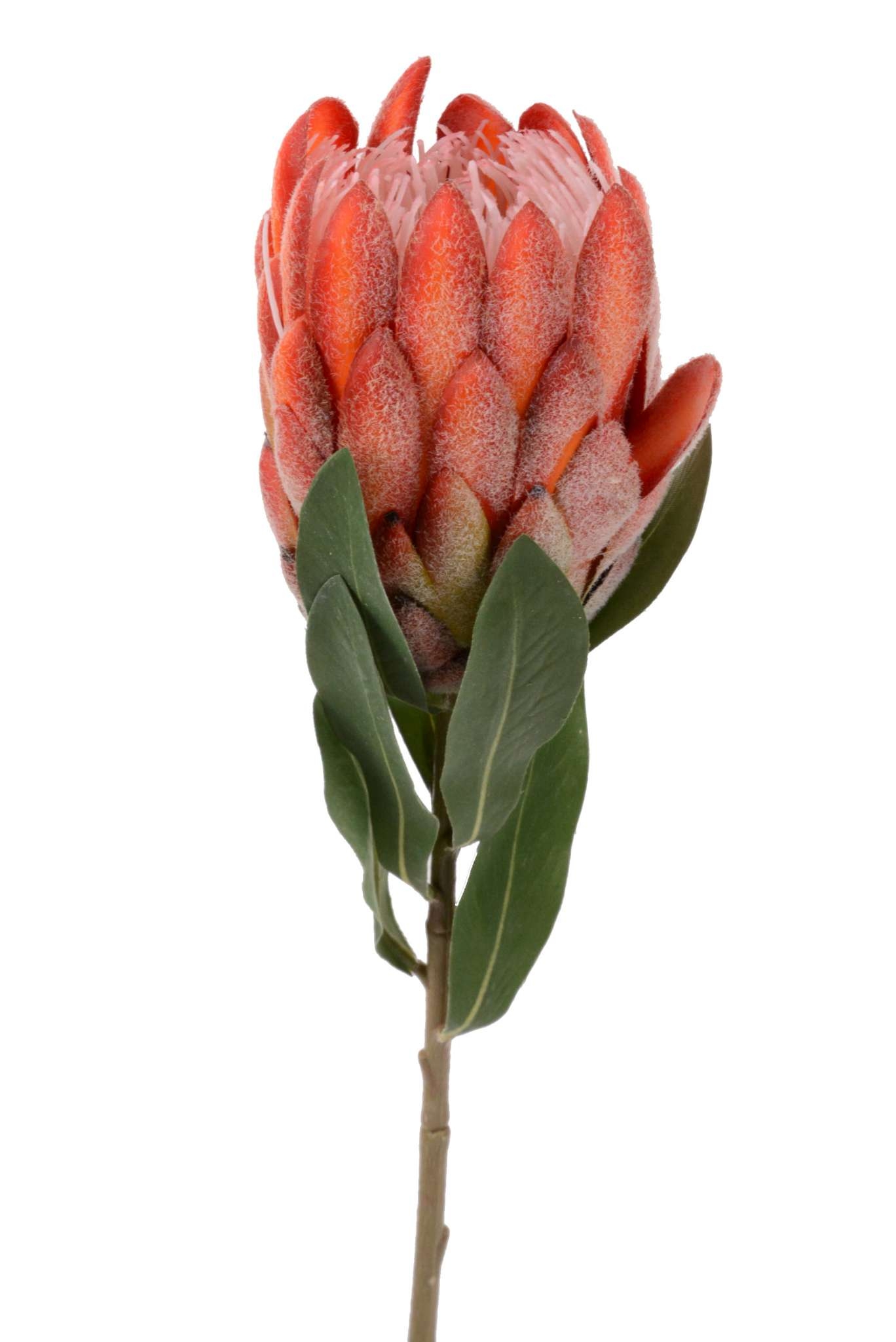 Protea Nerifolia L66cm | künstliche Blumen F2024 | Frühjahr & Sommer 2024 |  Schmidt Floristik