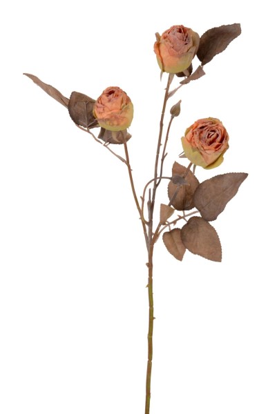 Rose "Dry" x3 L62cm