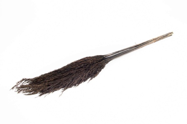 Wild reed plume S/10 L75cm