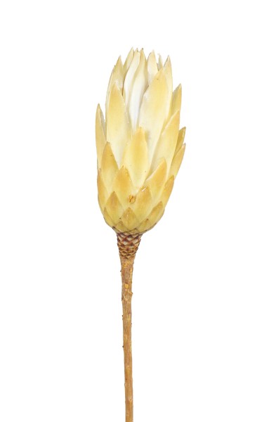 Protea Repens Cream Großpackung