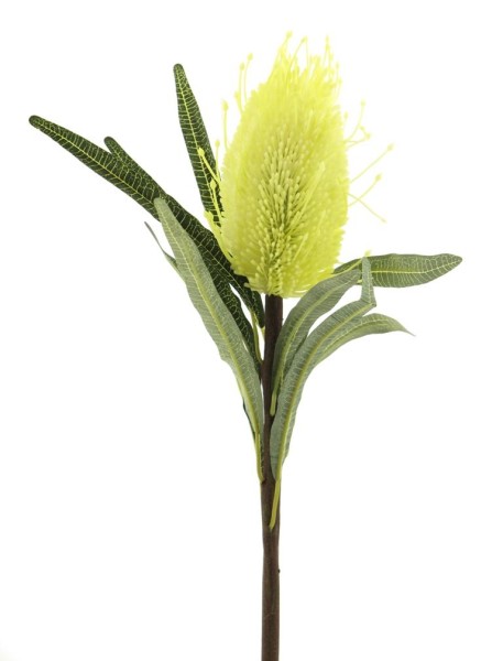 Banksia Zweig 65cm