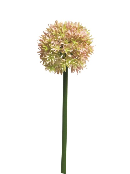 Allium Natasja 60cm