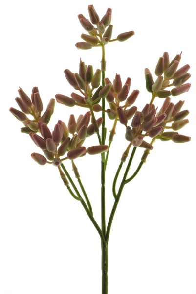 Spring Aeonium Zweig L25cm