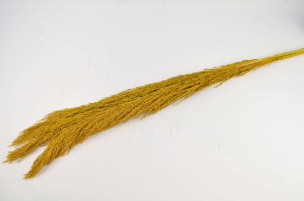 Trockenblume Eryanthus lang S/3 L150-170cm